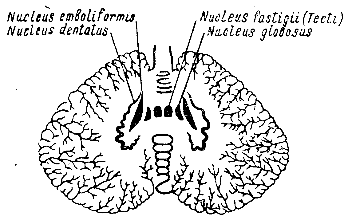 Ядра мозжечка. Nucleus emboliformis. Nucleus fastigii. Nucleus fastigii анатомия.